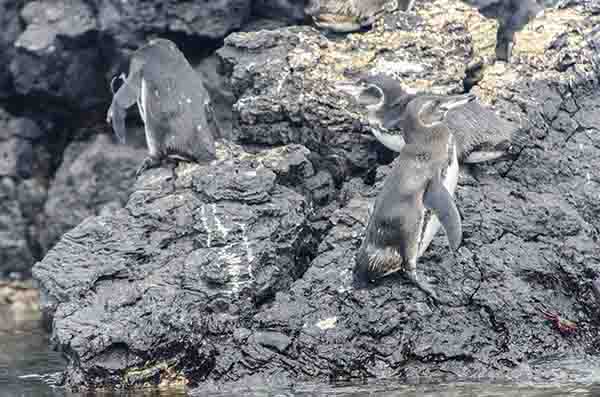 Pingüino de Galápagos - islote Las Tintoreras - islas Galápagos - Ecuador 3.jpg